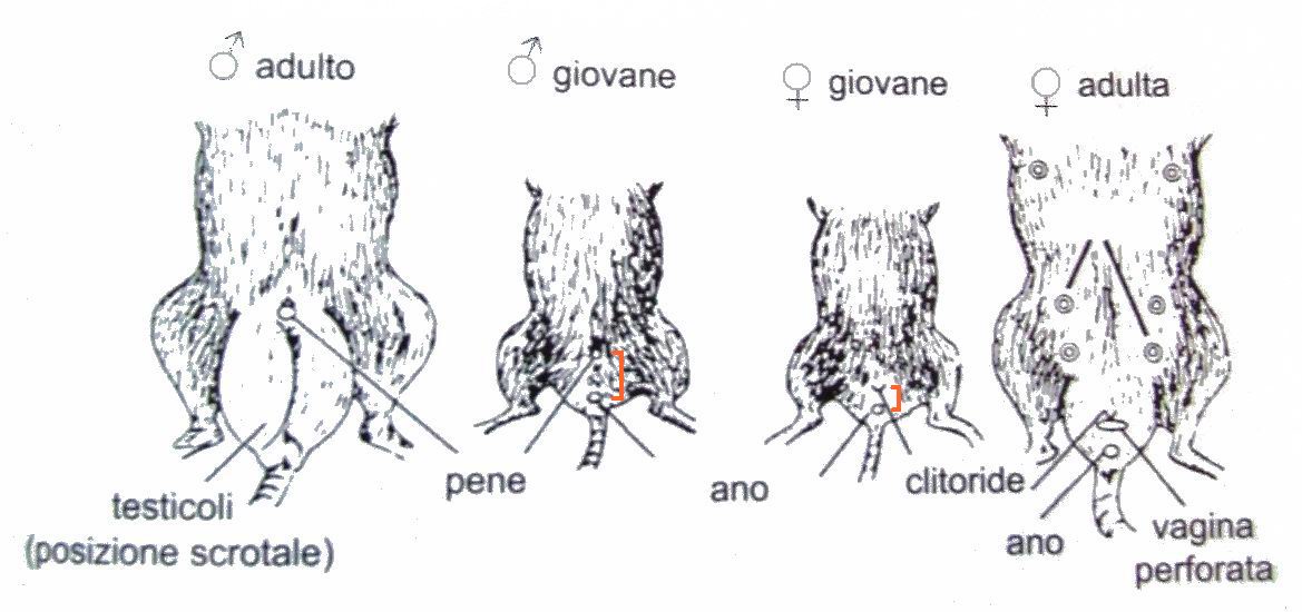 Determinazione del sesso